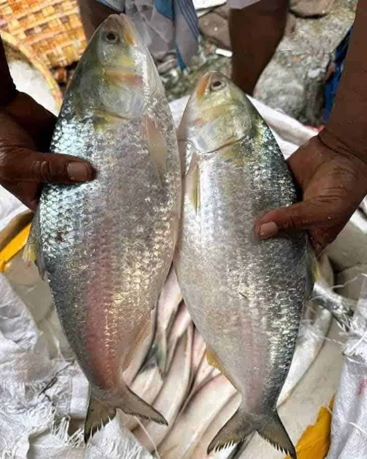 তাজা ইলিশ ১