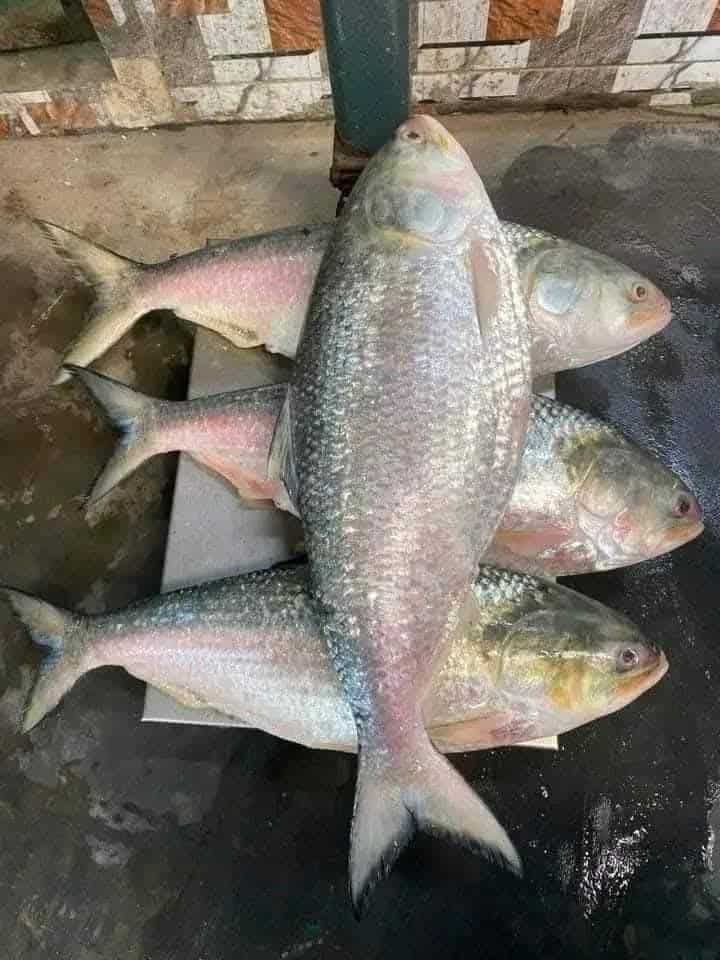 তাজা ইলিশ ২