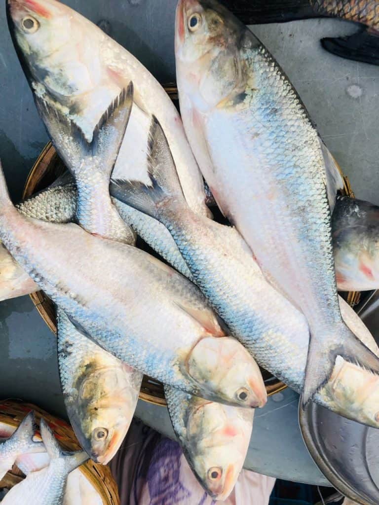 তাজা ইলিশ ৪